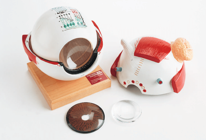 Denoyer Eye Model, 6X Life-Size - 5 Parts - Image 2
