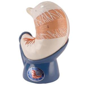 Denoyer Stomach Model, Life-Size - 2 Parts