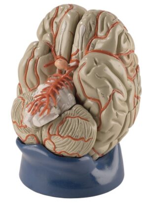 Denoyer Deluxe Brain with Arteries, Life-Size - 8 Parts