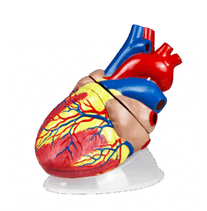 Jumbo Heart Model- 3 Parts