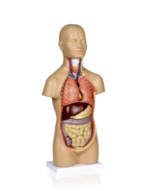 Walter Sexless Human Torso - 12 Parts