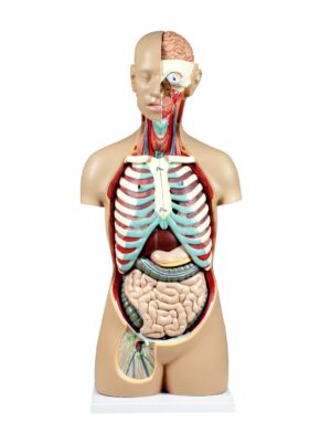 Walter Sexless Human Torso w/Open Back - 17 Parts