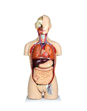 Walter Dual-Sex Human Torso w/Open Back - 27 Parts