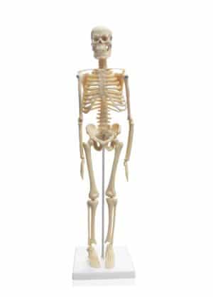 Walter Desktop Skeleton