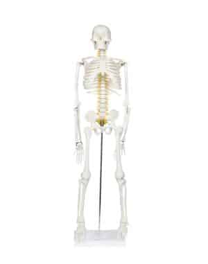 Walter Half-Size Skeleton w/Nerve Endings