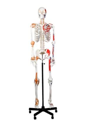 Walter Full-Size Skeleton w/Muscles & Ligaments