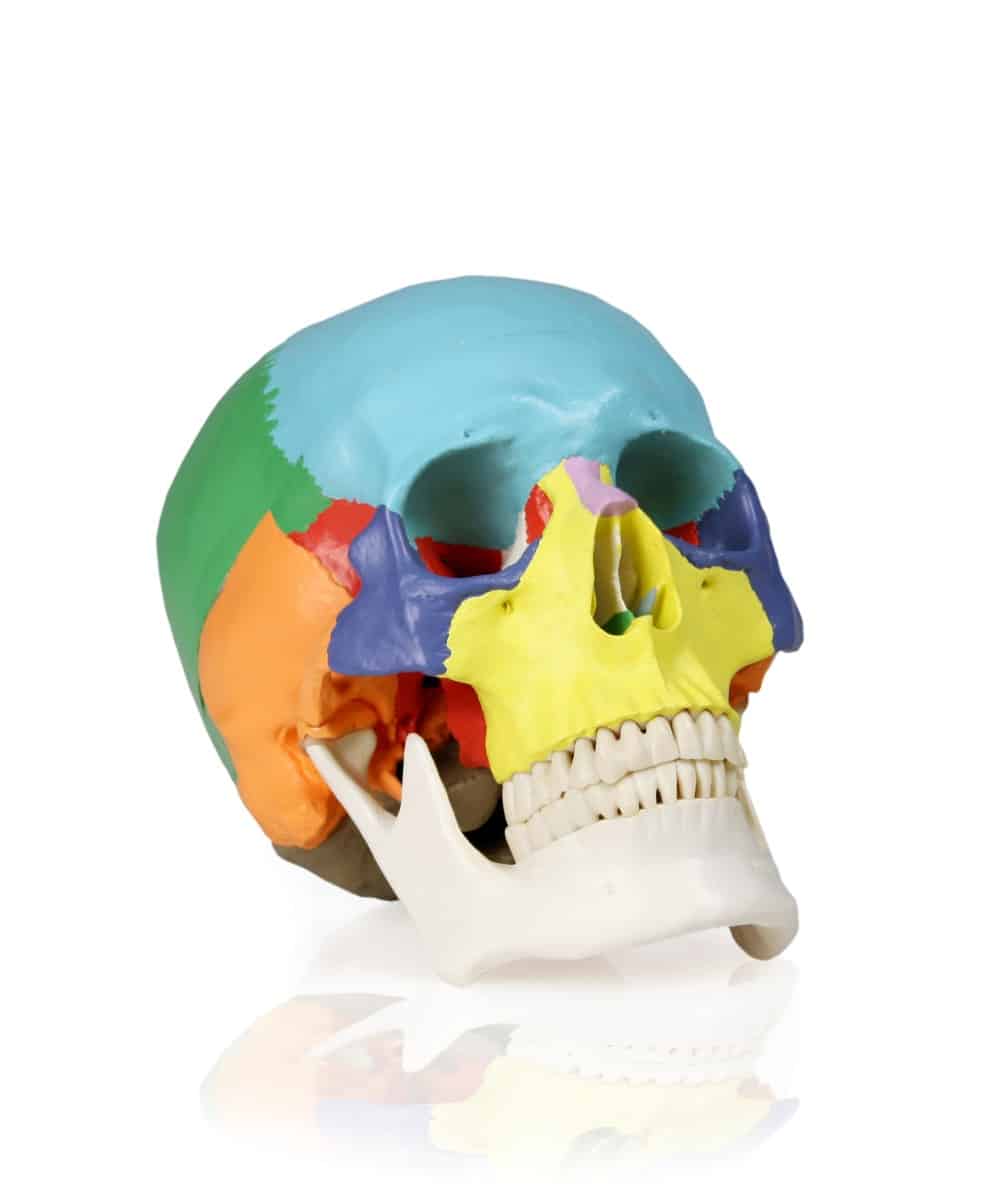 Walter Colored Human Skull