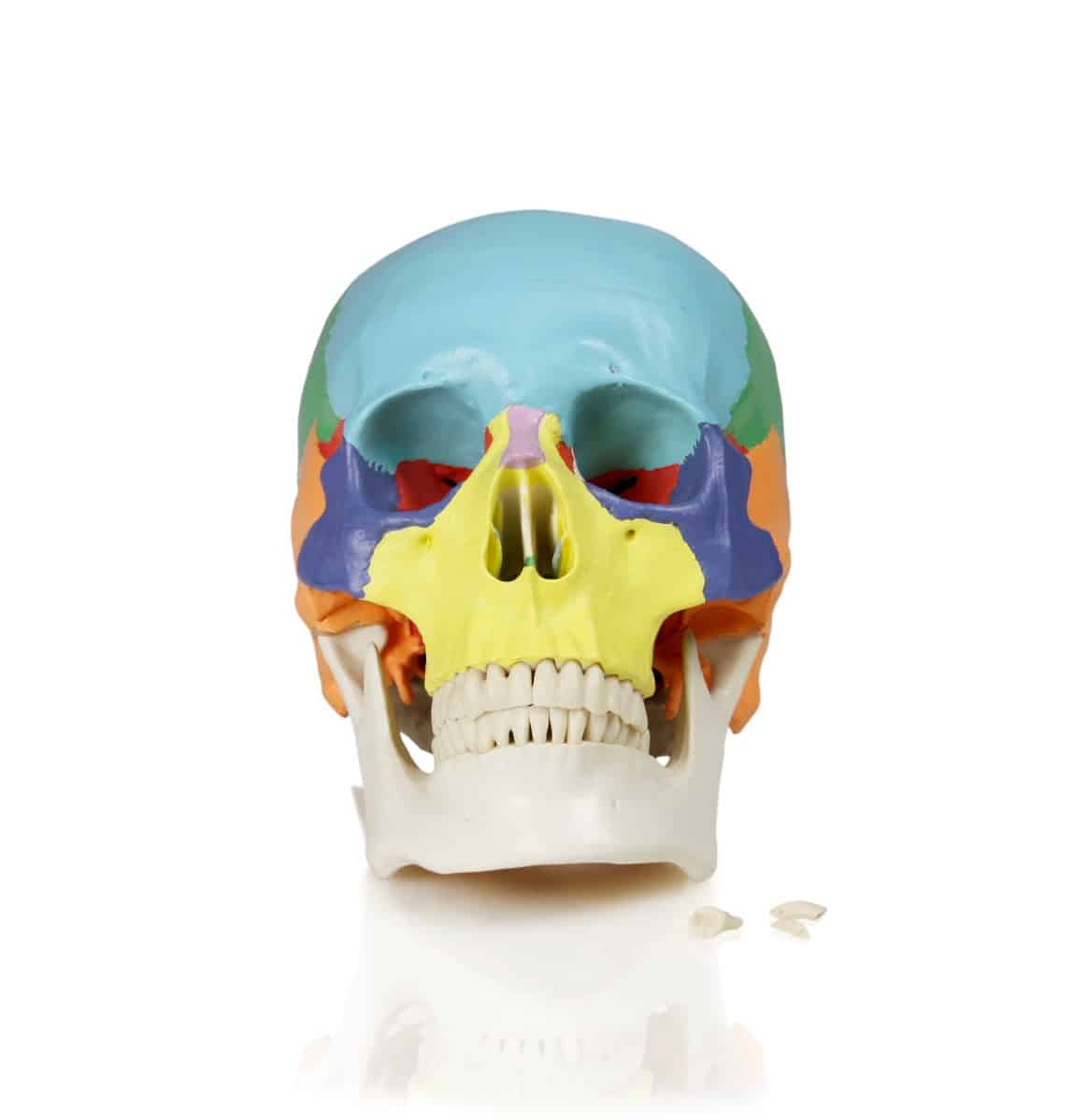 Walter Colored Human Skull - Image 2