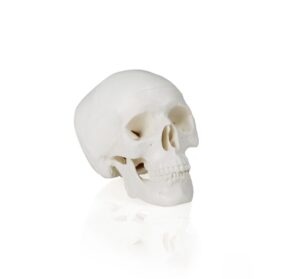 Walter Mini Skull