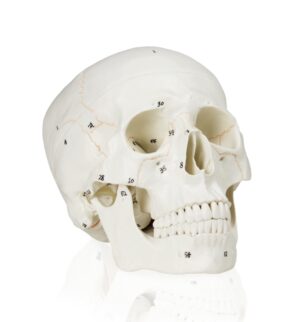 Walter Numbered Human Skull