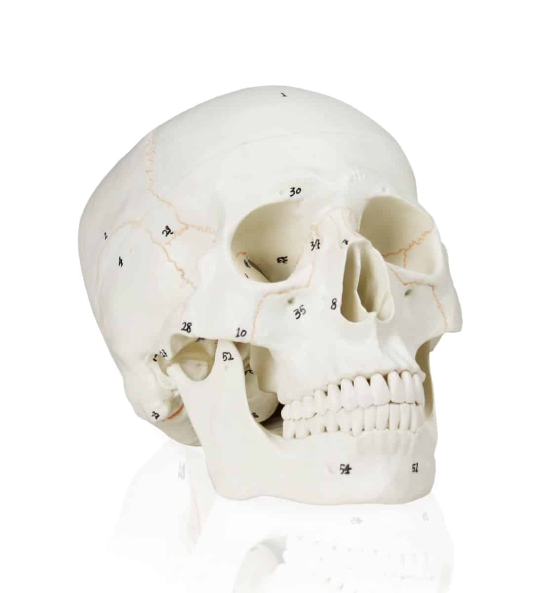 Walter Numbered Human Skull