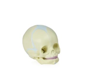 Walter Human Fetal Skull