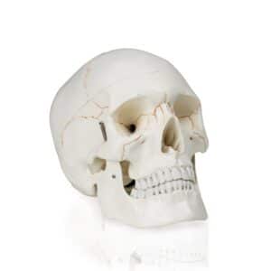 Walter Human Skull w/Blood Vessels