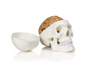 Walter Human Skull w/Brain