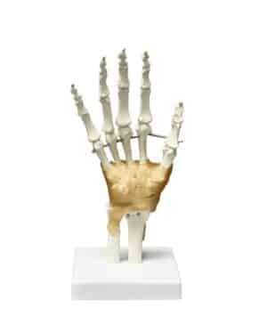 Walter Hand and Wrist Skeleton w/Ligaments