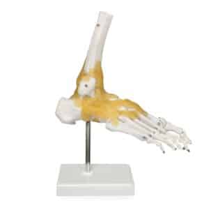 Walter Foot and Ankle Skeleton w/Ligaments