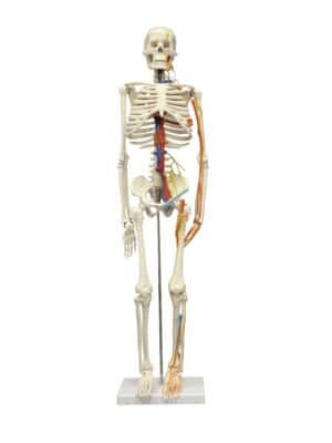 Walter Half-Size Skeleton w/Nerves and Arteries