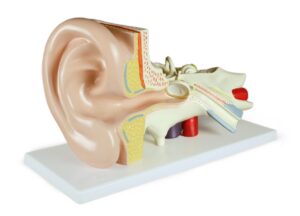 Walter Ear Model, 3 Parts