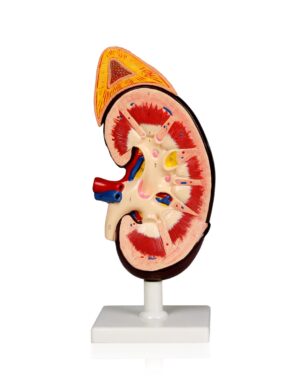 Walter Kidney w/Removable Adrenal Gland