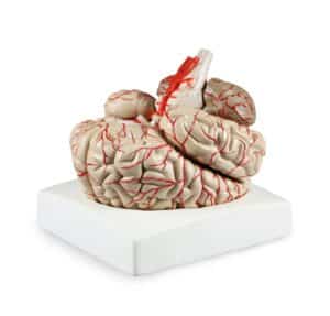 Walter Deluxe Brain w/Arteries