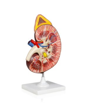 Walter Kidney Model, 3X Life Size