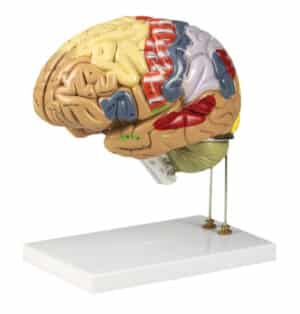 Walter Color-Coded Human Brain
