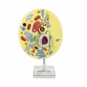Animal Cell Model