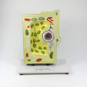Plant Cell Model