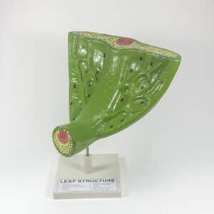 Leaf Structure Model
