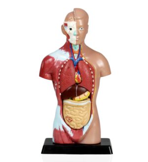 Walter Sexless Human Torso - 7 Parts