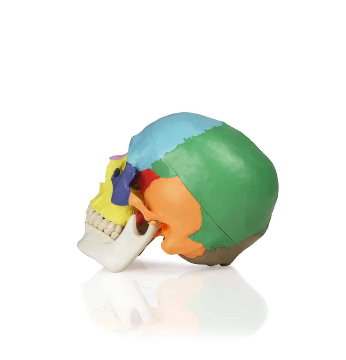 Walter Colored Human Skull - Image 3