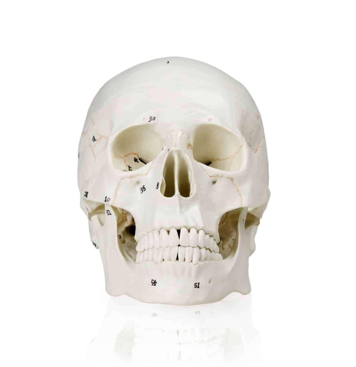 Walter Numbered Human Skull - Image 2