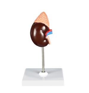 Walter Life Size Kidney Model