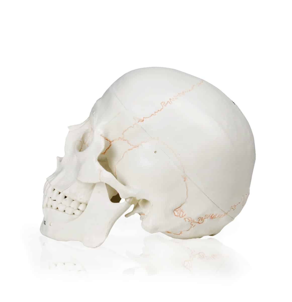 Walter Numbered Human Skull - Image 3