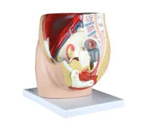 Walter Female Pelvis