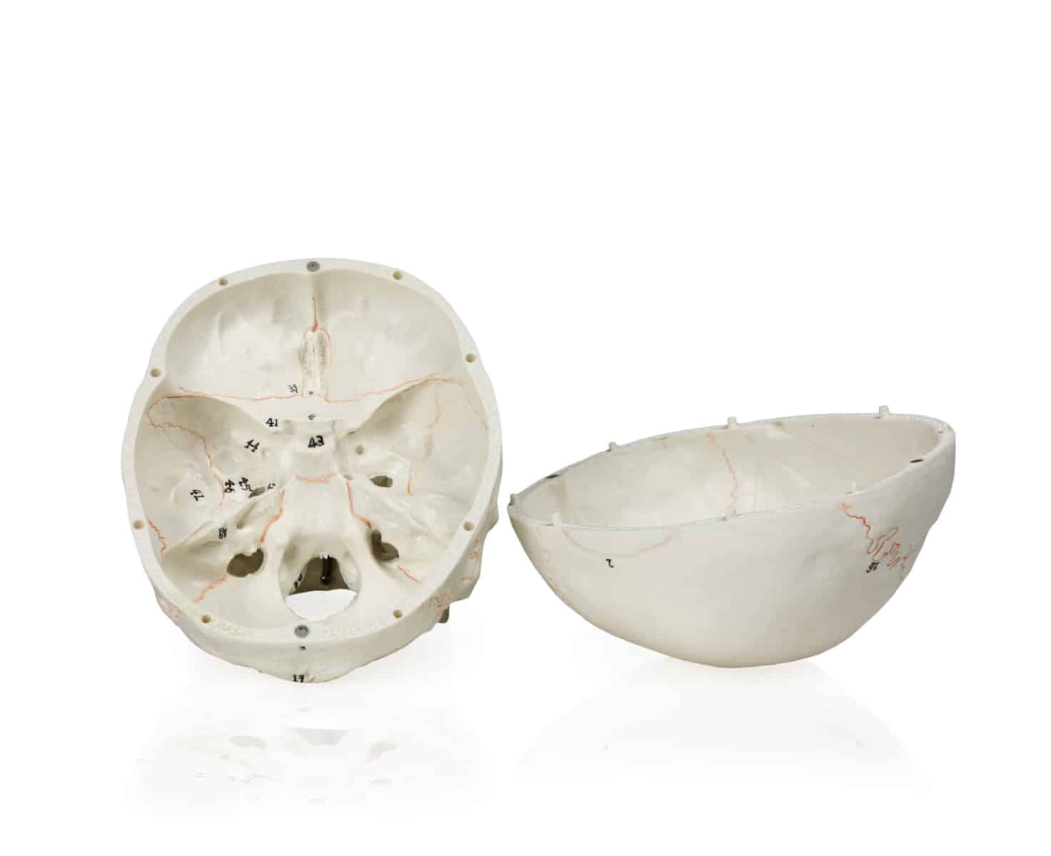 Walter Numbered Human Skull - Image 4