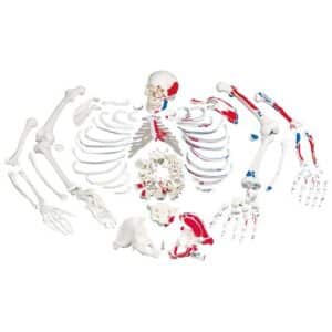 3B Disarticulated Skeleton w/Muscles