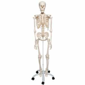 3B Human Skeleton "Stan"
