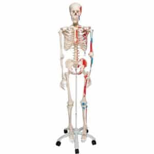 3B Human Skeleton w/Muscles "Max"