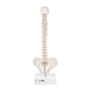 3B Mini Spinal Column, Flexibly Mounted