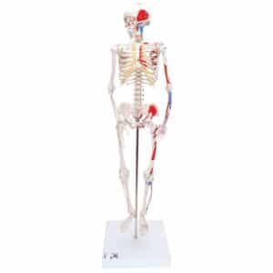 3B Mini Human Skeleton w/Muscles, 1/2 Life-Size