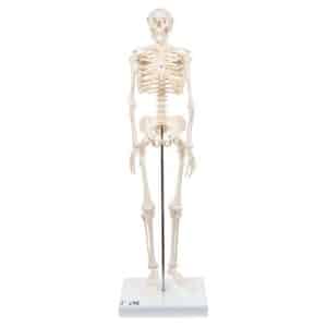 3B Mini Human Skeleton "Shorty", 1/2 Life-Size