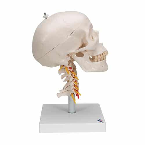 3B Human Skull on Cervical Spine - 4 Parts - Image 2