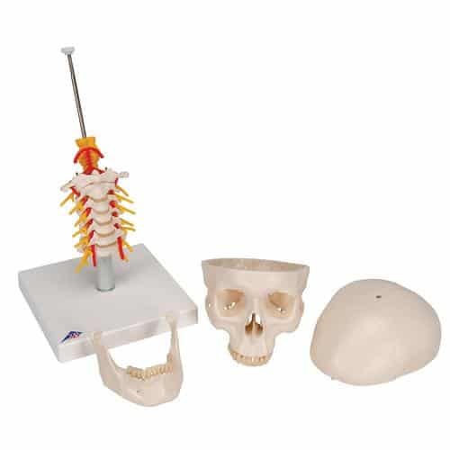 3B Human Skull on Cervical Spine - 4 Parts - Image 4