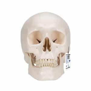 3B Classic Human Skull w/Brain - 8 Parts