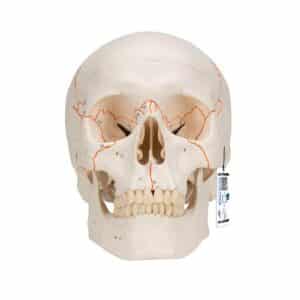 3B Classic Human Skull, Numbered - 3 Parts
