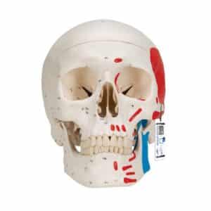 3B Classic Human Skull, Painted - 3 Parts