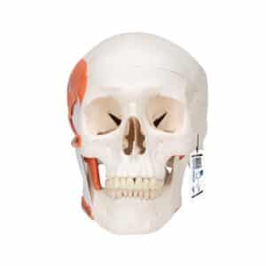 3B Classic Human Skull w/Masticatory Muscles - 2 Parts