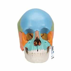3B Beauchene Human Skull, Didactic Colored Version - 22 Parts