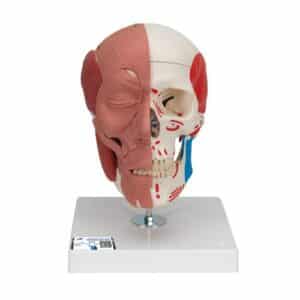 3B Human Skull w/Facial Muscles - 3 Parts